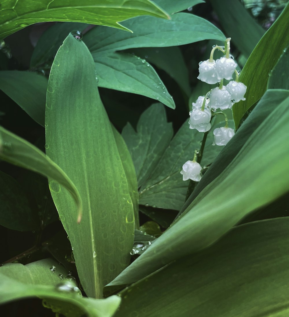 a close-up of a plant