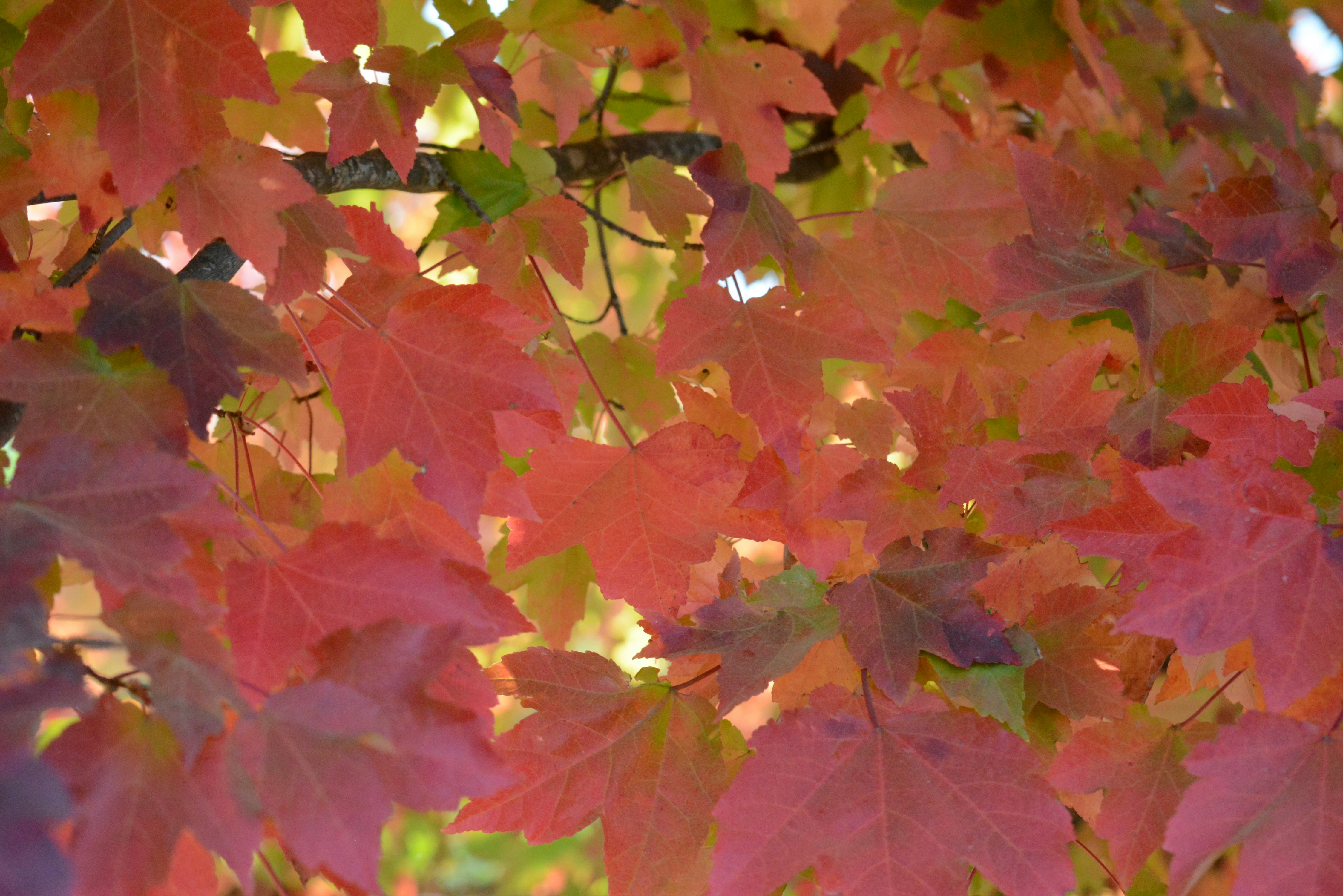 Photo by richard7seals