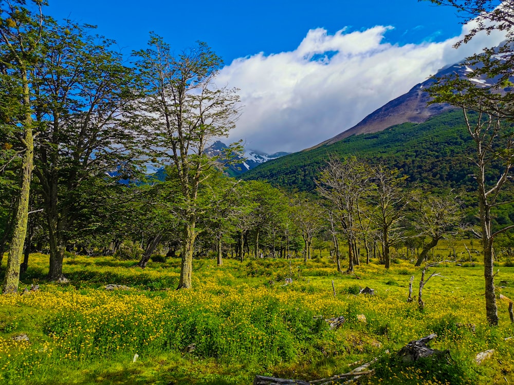 a grassy area with trees and mountains in the background