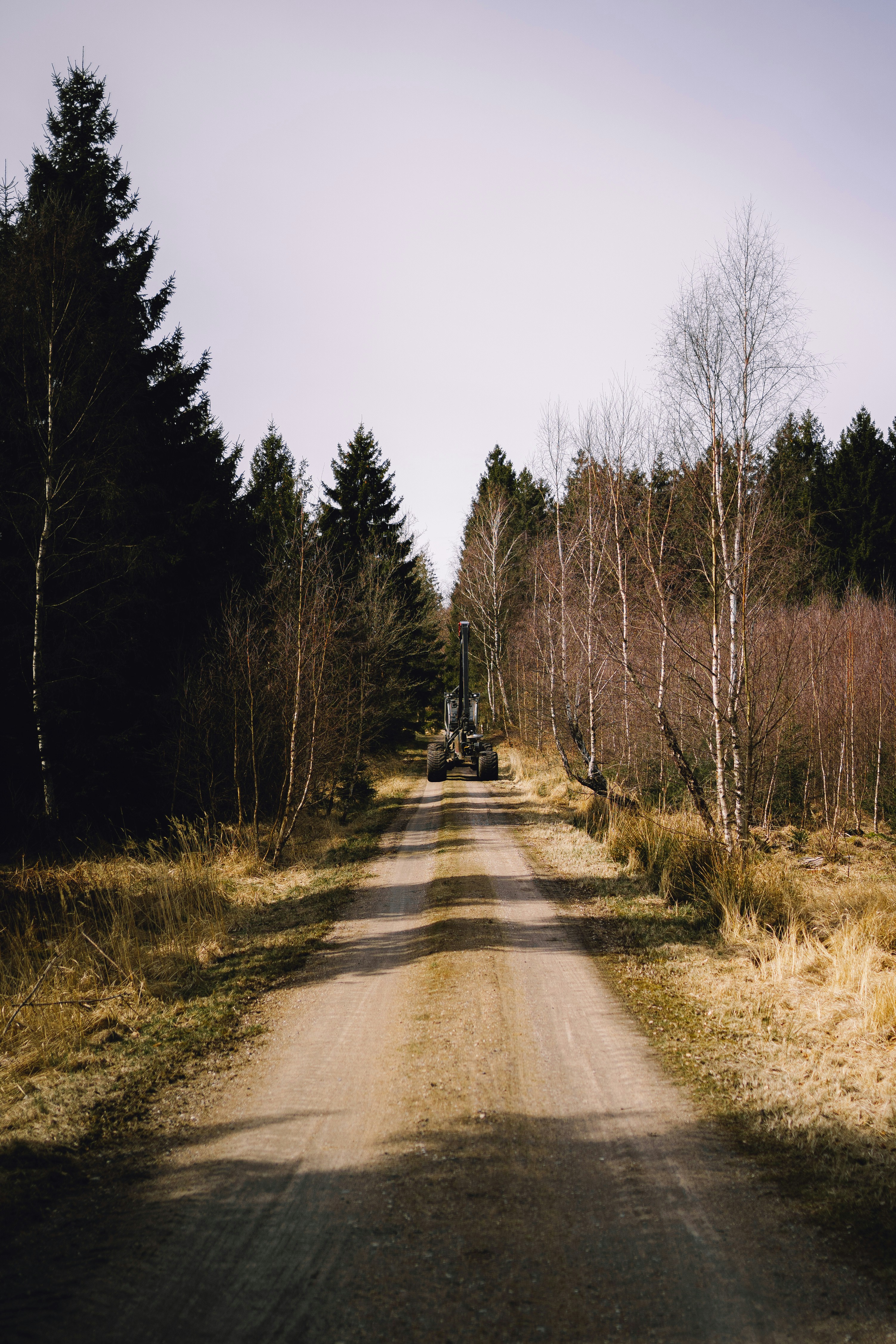 a dirt road with trees on either side of it