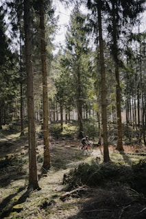 a person riding a bike through a forest