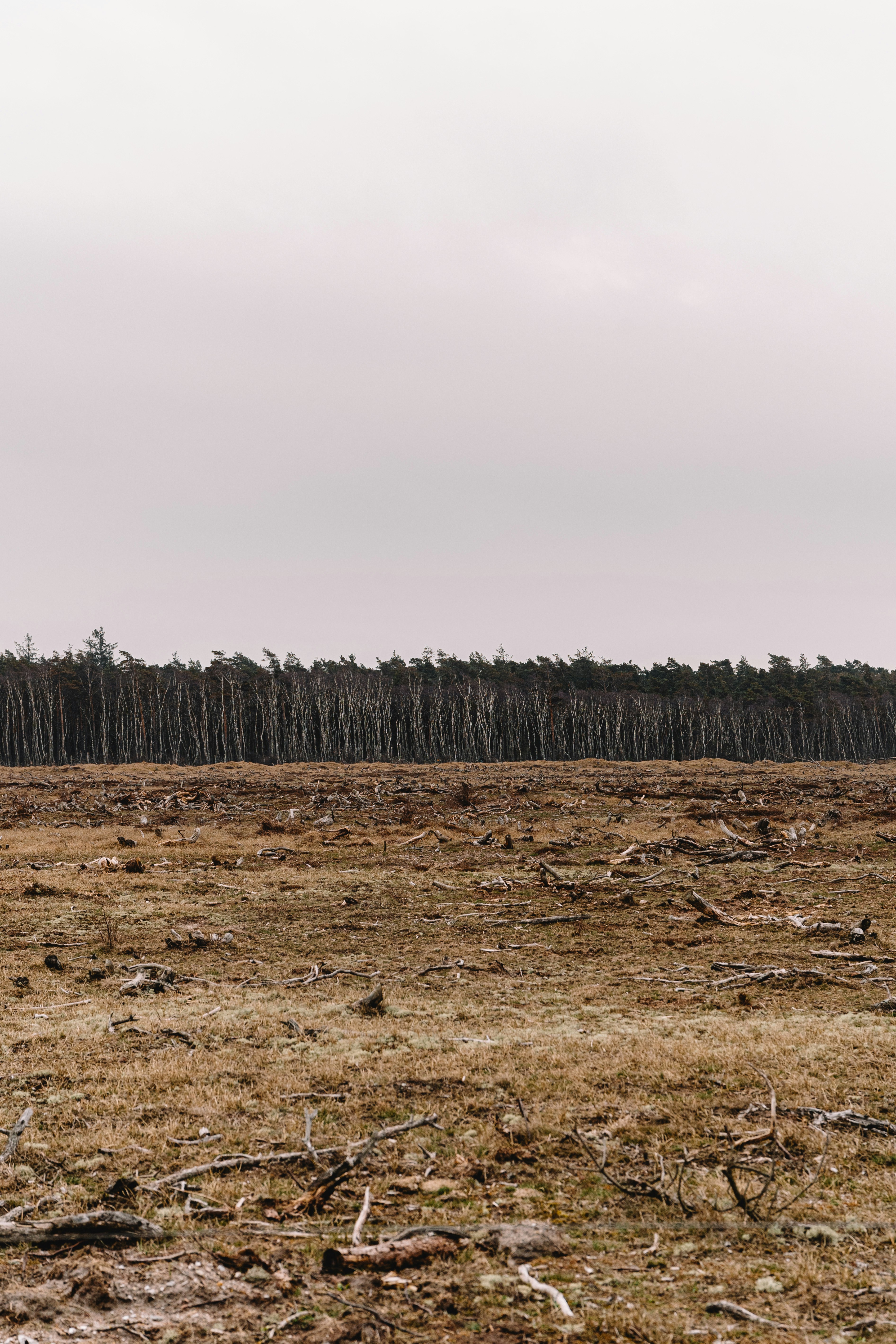 Un campo con alberi sullo sfondo