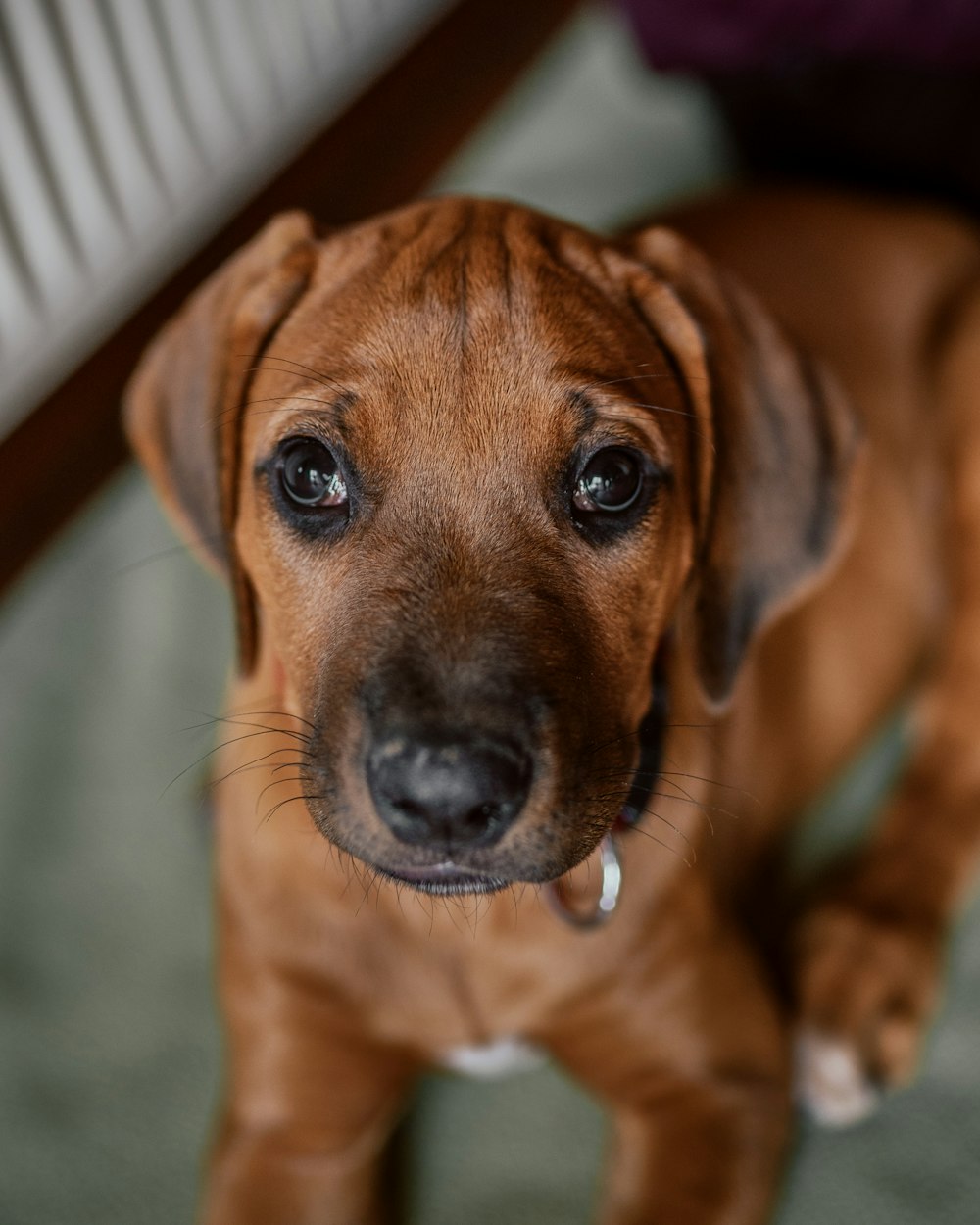 a brown dog with a white collar