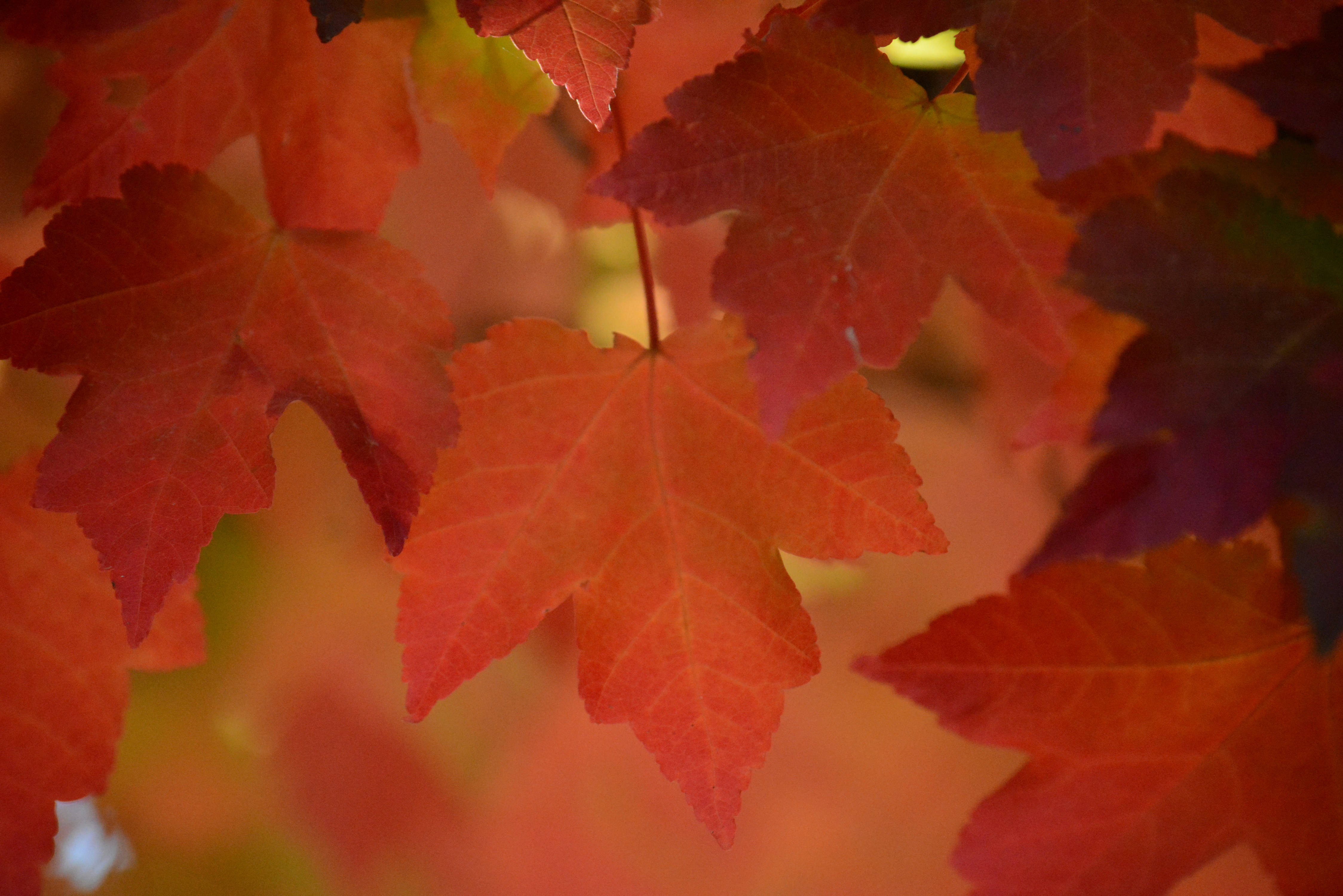 Photo by richard7seals