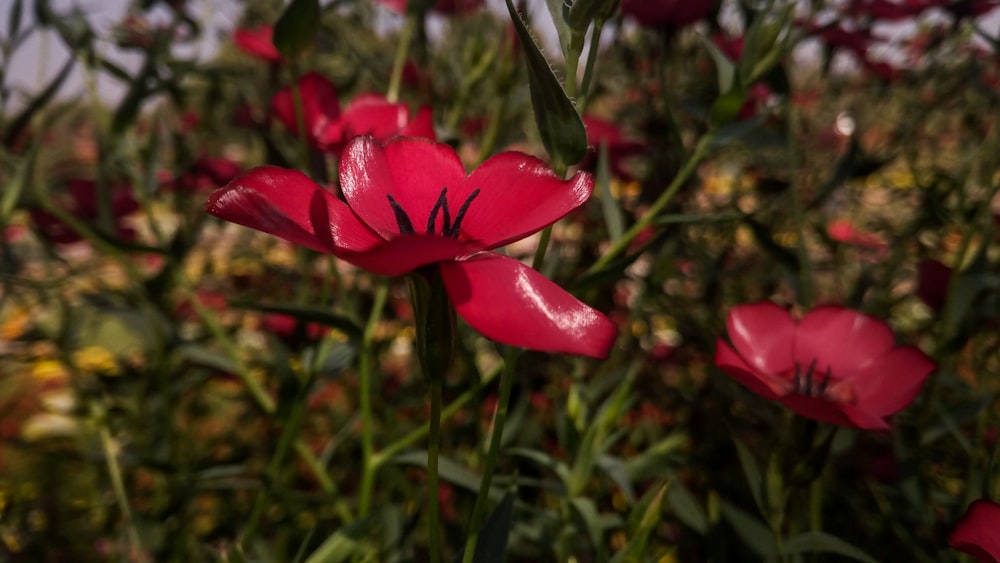 a close up of a flower