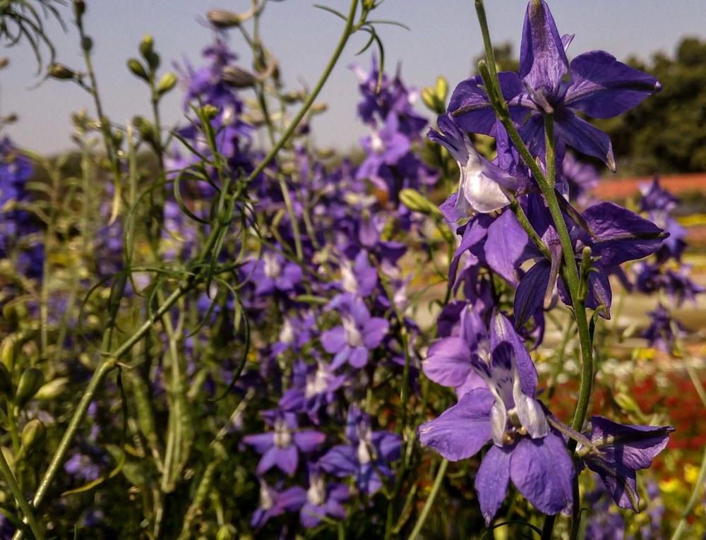 a group of flowers