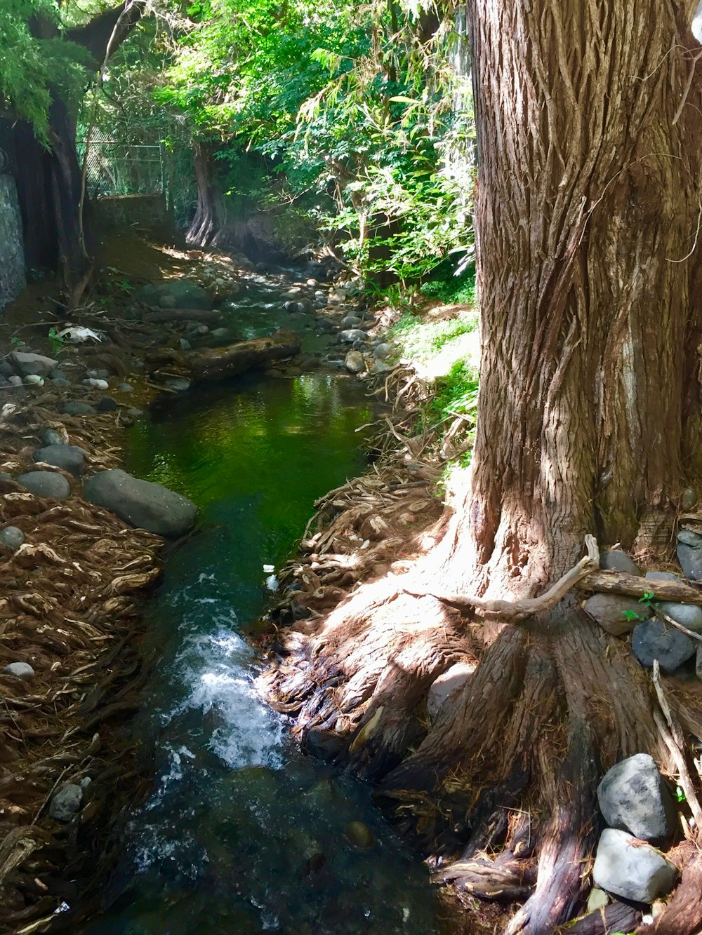 a stream in a forest