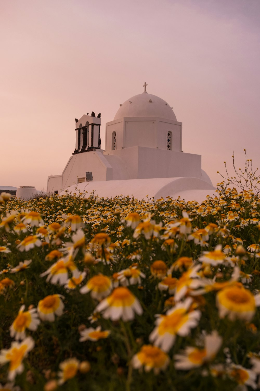 a field of flowers with a white building in the background