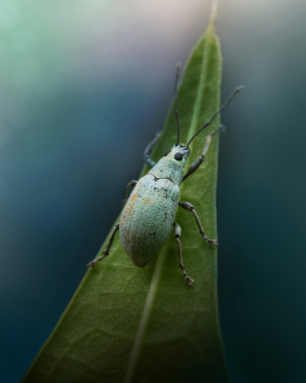 a bug on a leaf