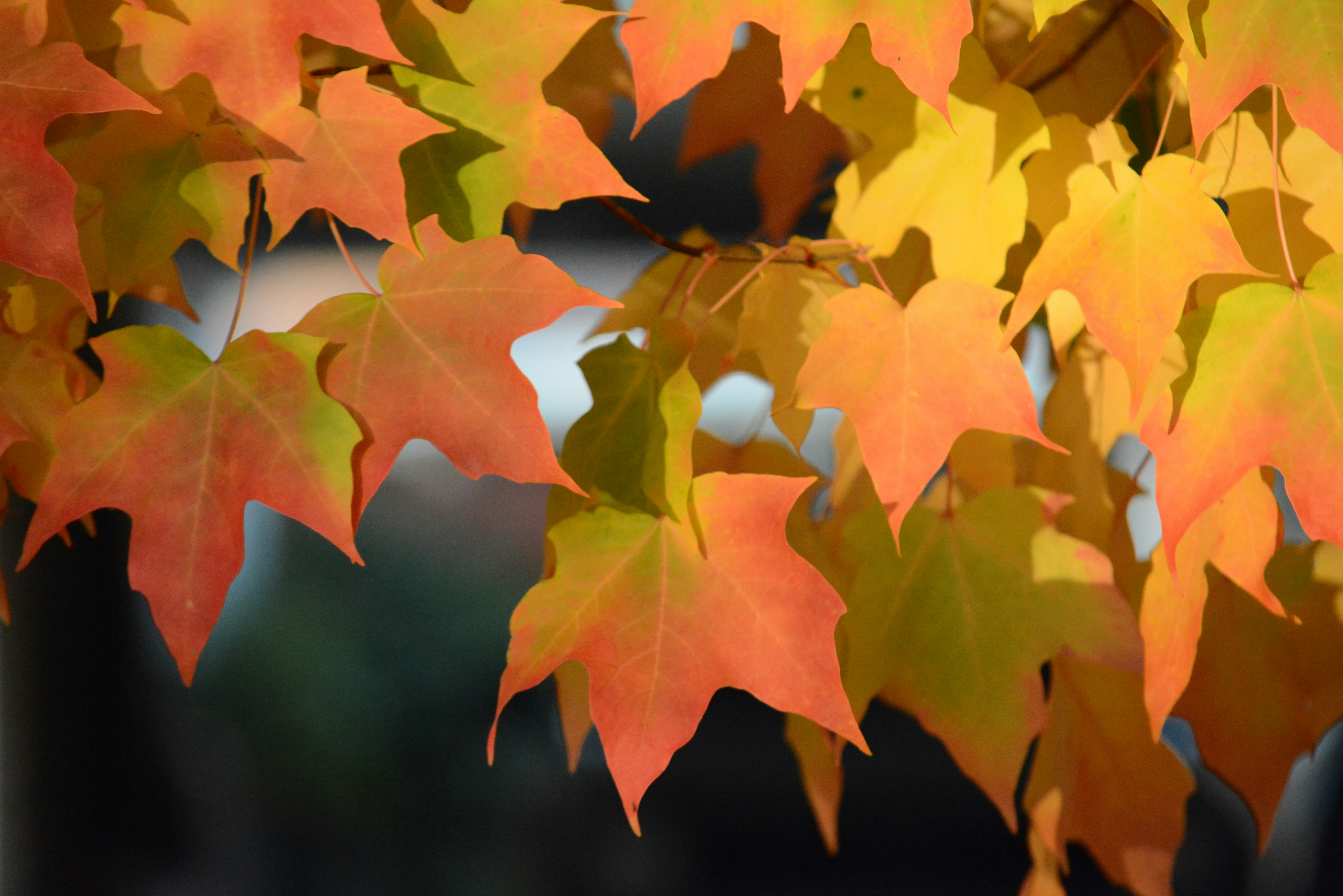 Photo by richard7seals