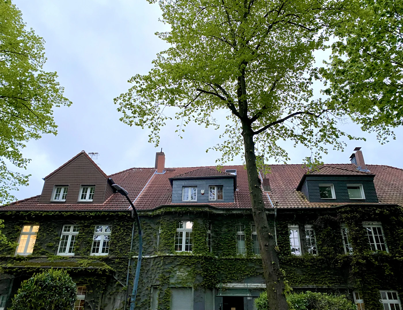 Large brick house with ivy and a tree in front