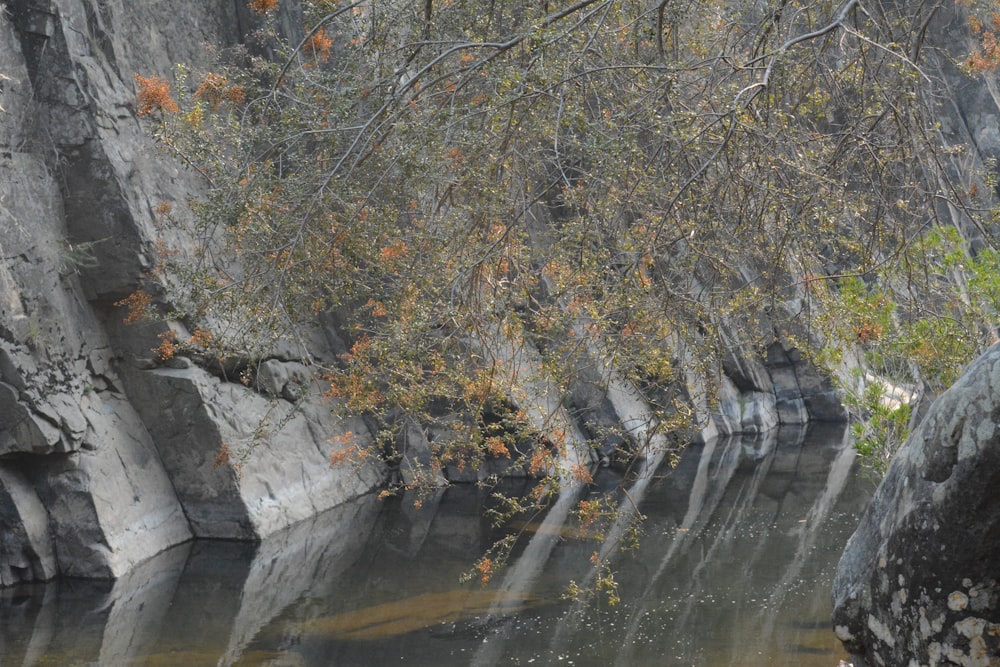 a tree with leaves next to a body of water