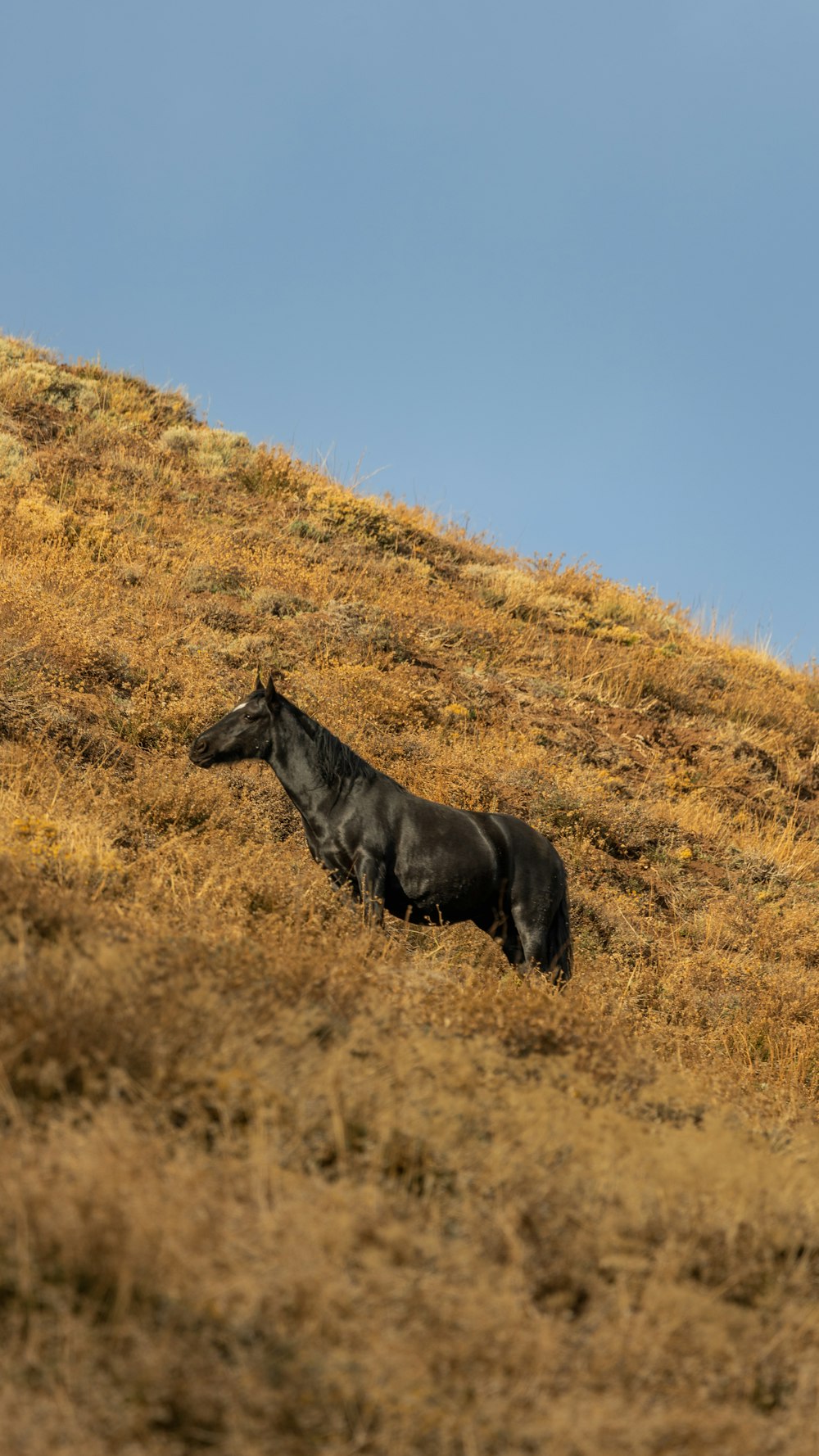 Un cheval debout sur une colline