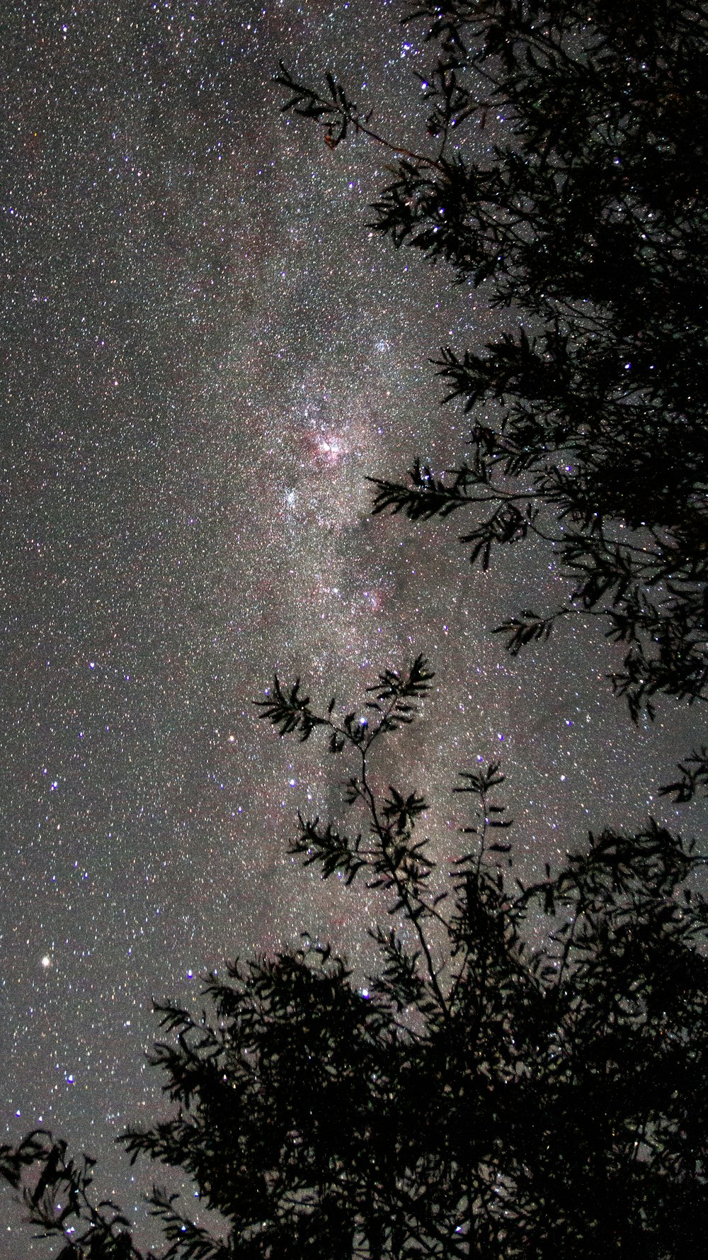 a tree with the milky way in the background