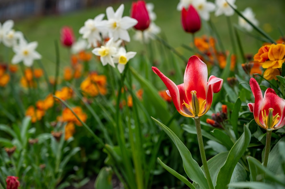 a group of colorful flowers