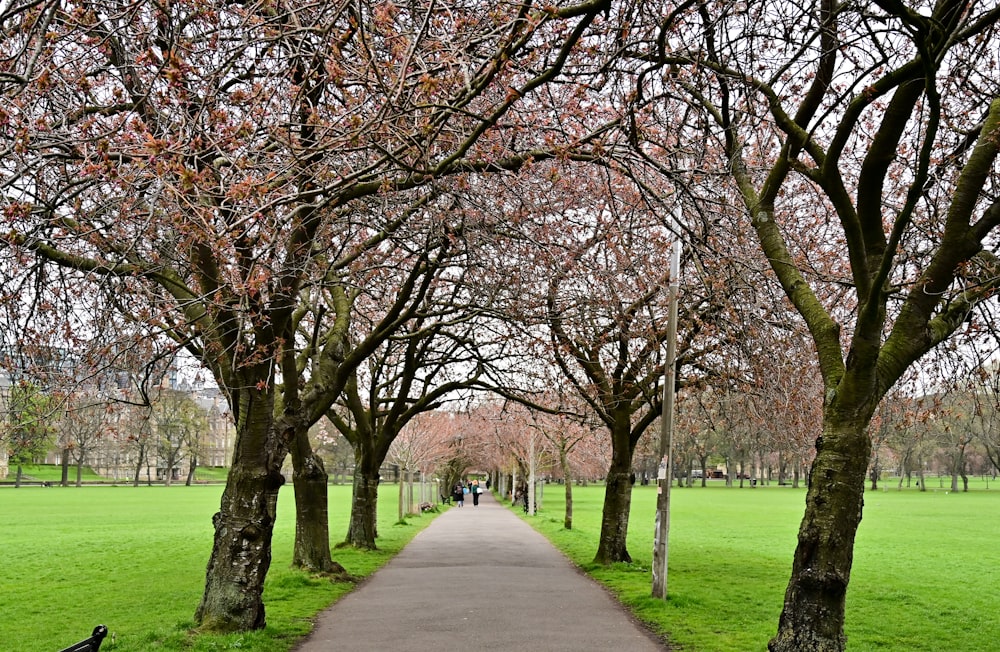 a path with trees on either side