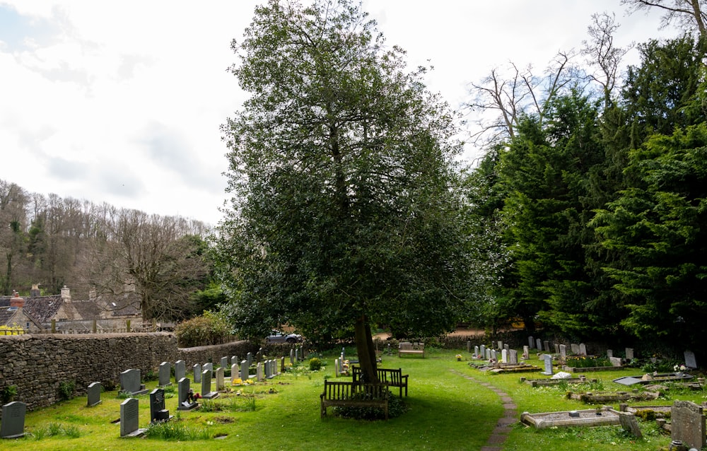 a cemetery with a tree