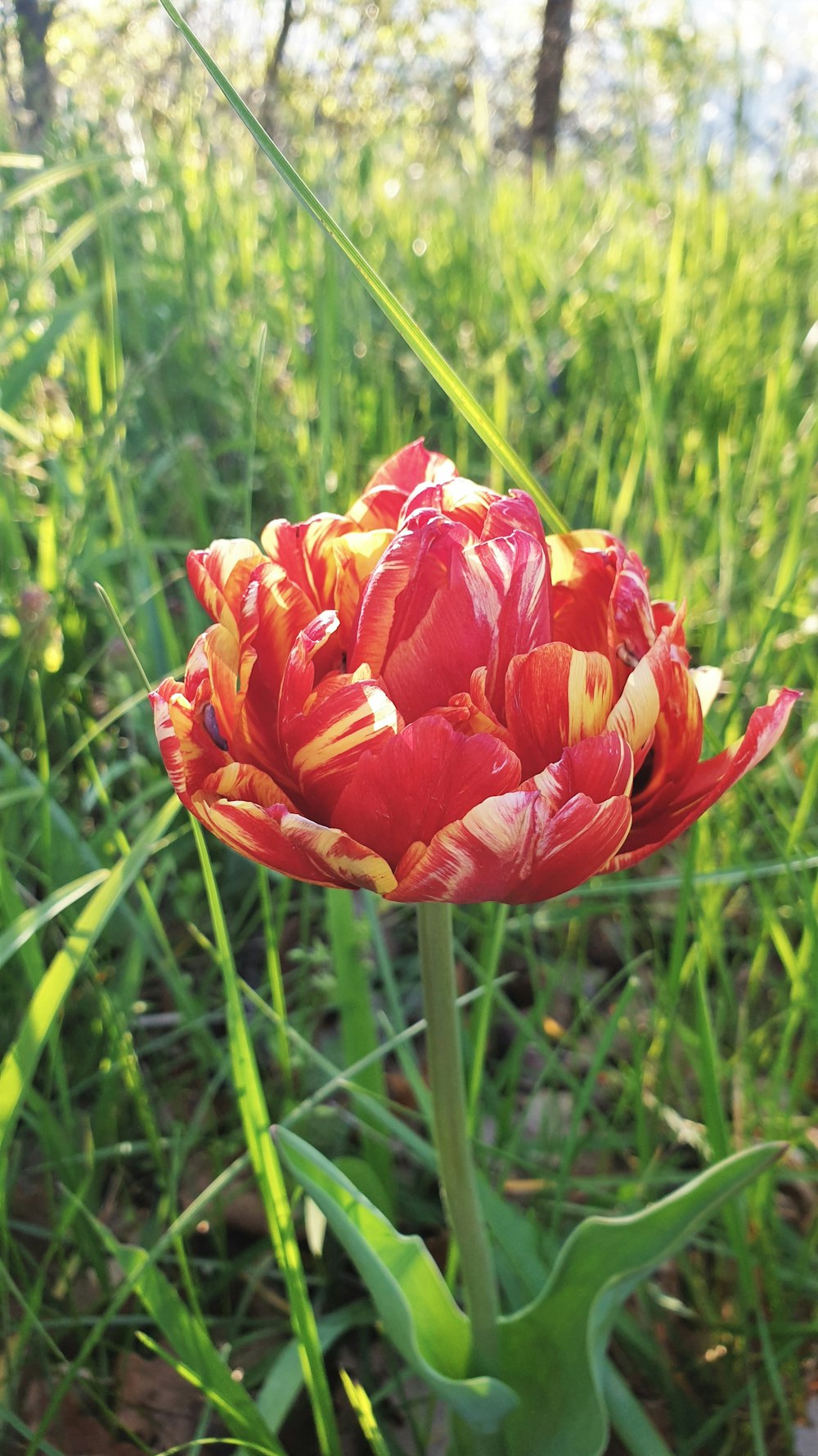 a close-up of some flowers