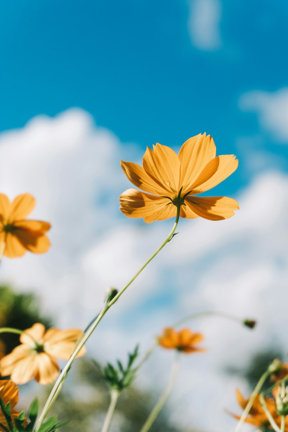 a close up of a yellow flower