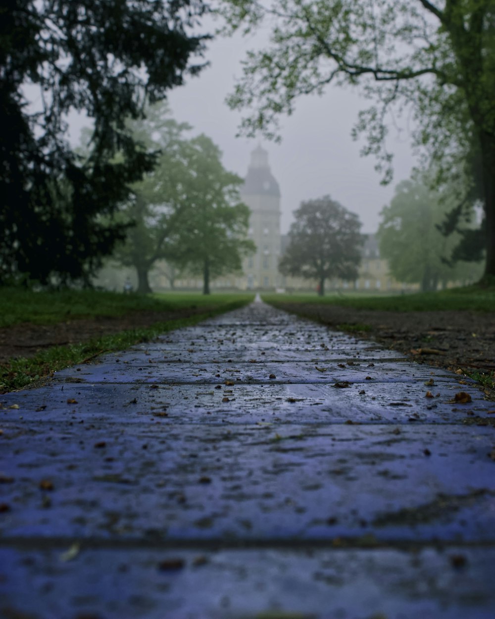 a wet road with trees on either side of it