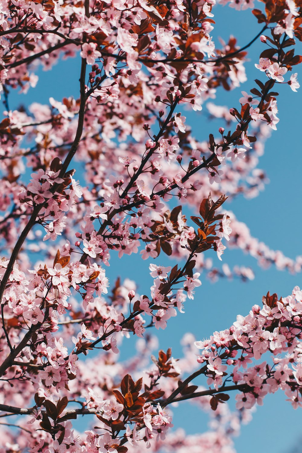 a tree with pink flowers