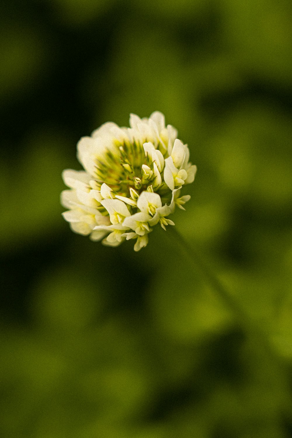 a close up of a flower