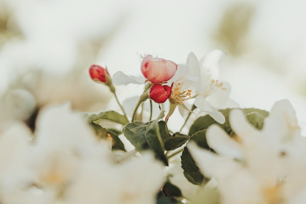 a close up of a flower