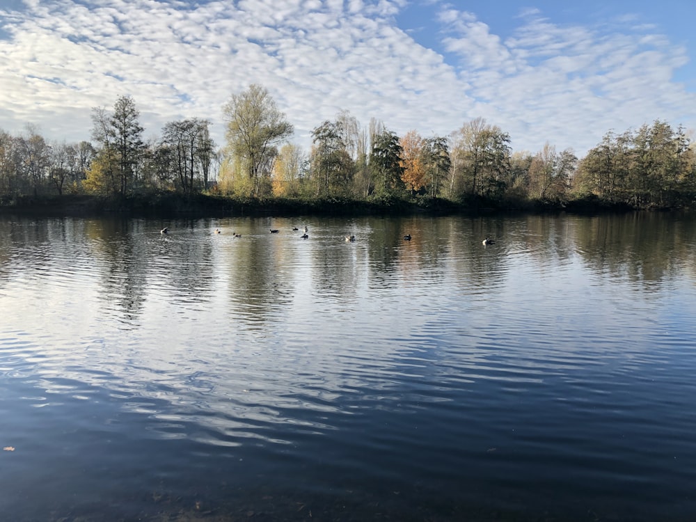 a lake with trees in the background