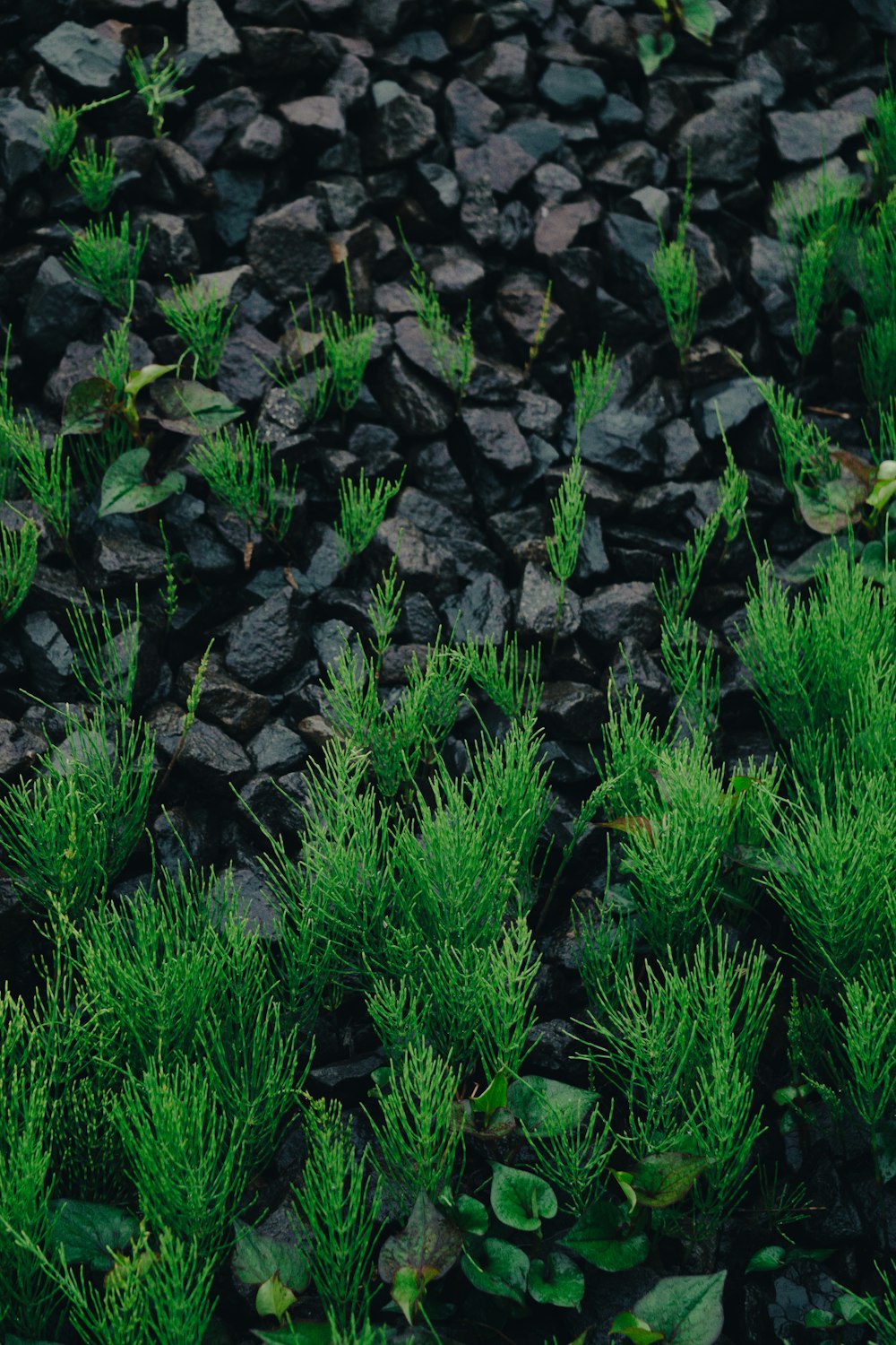 a rocky area with plants and rocks