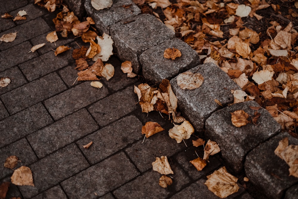 a group of leaves on the ground