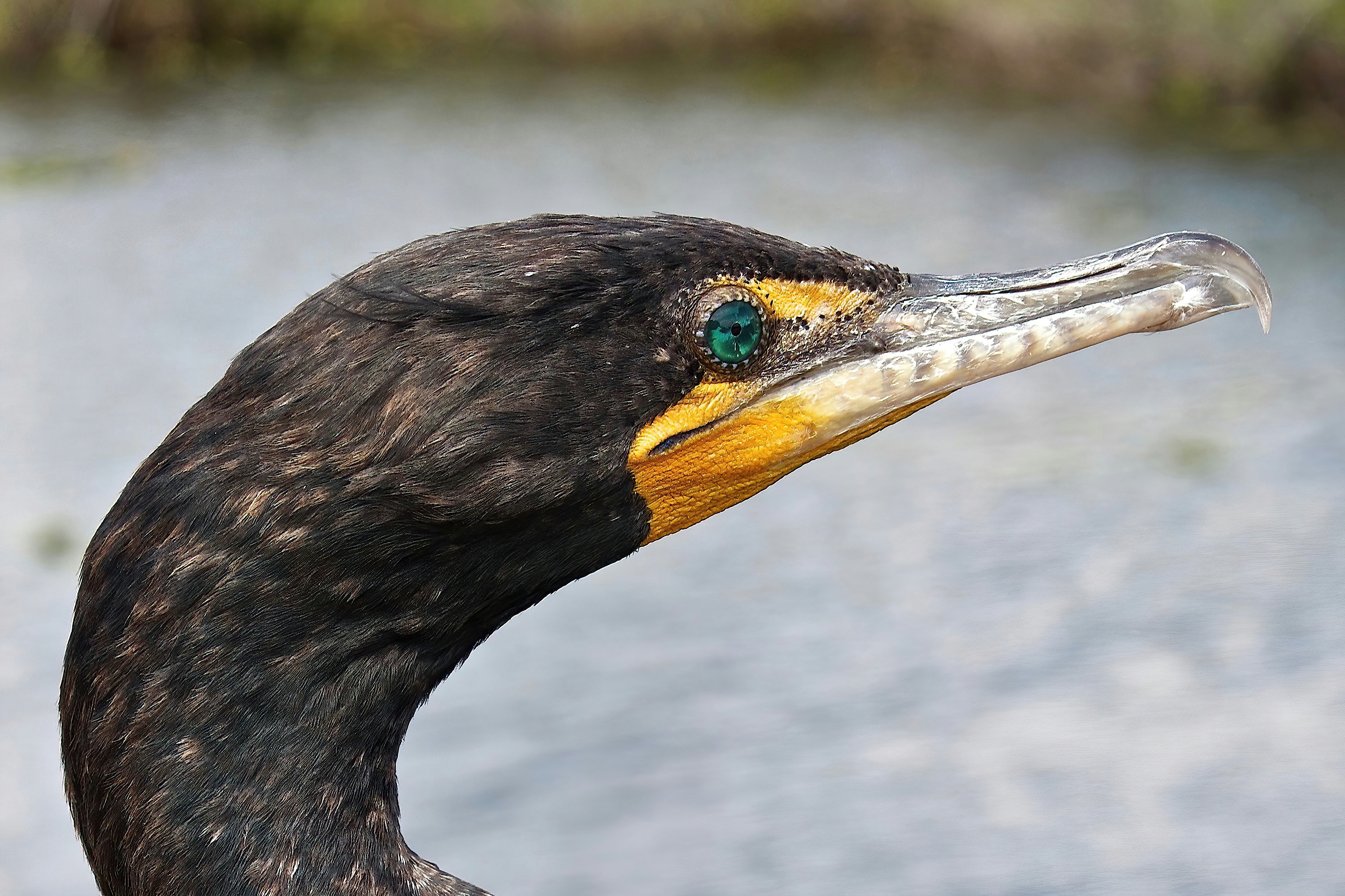 a bird with a long beak