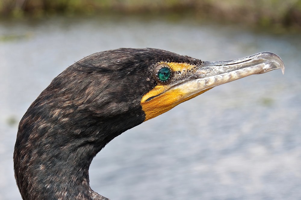 a bird with a long beak