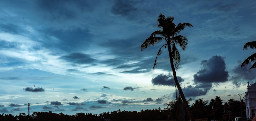 a palm tree with clouds in the background