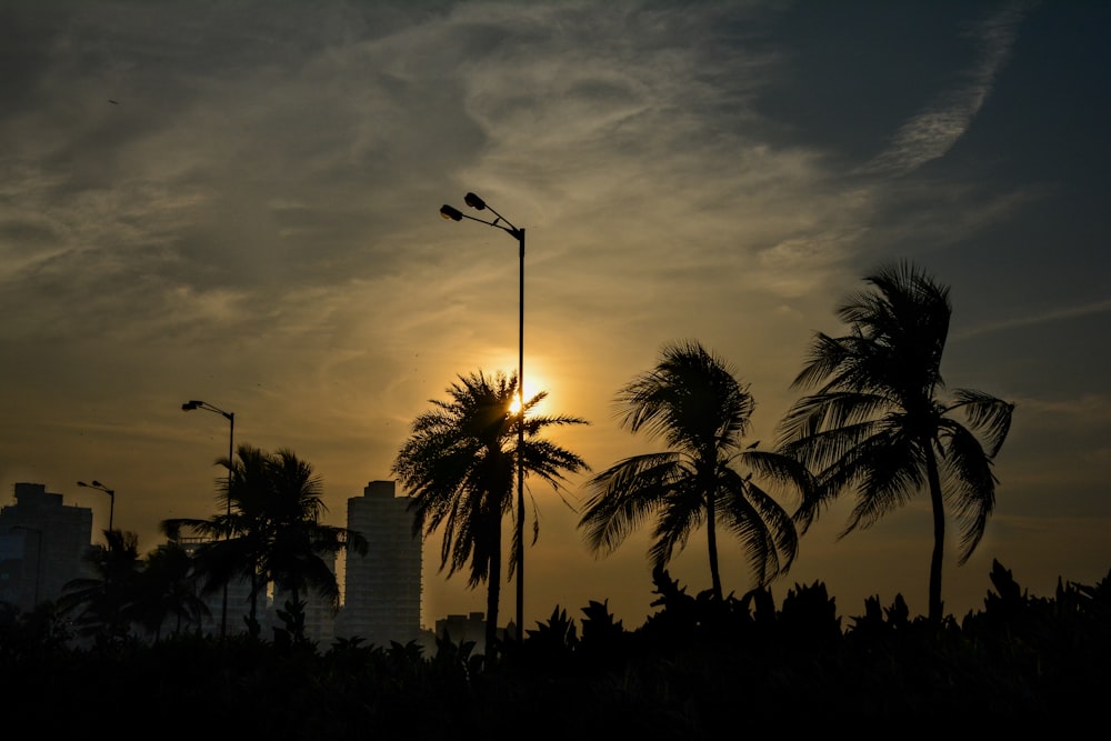 a group of palm trees and a street light