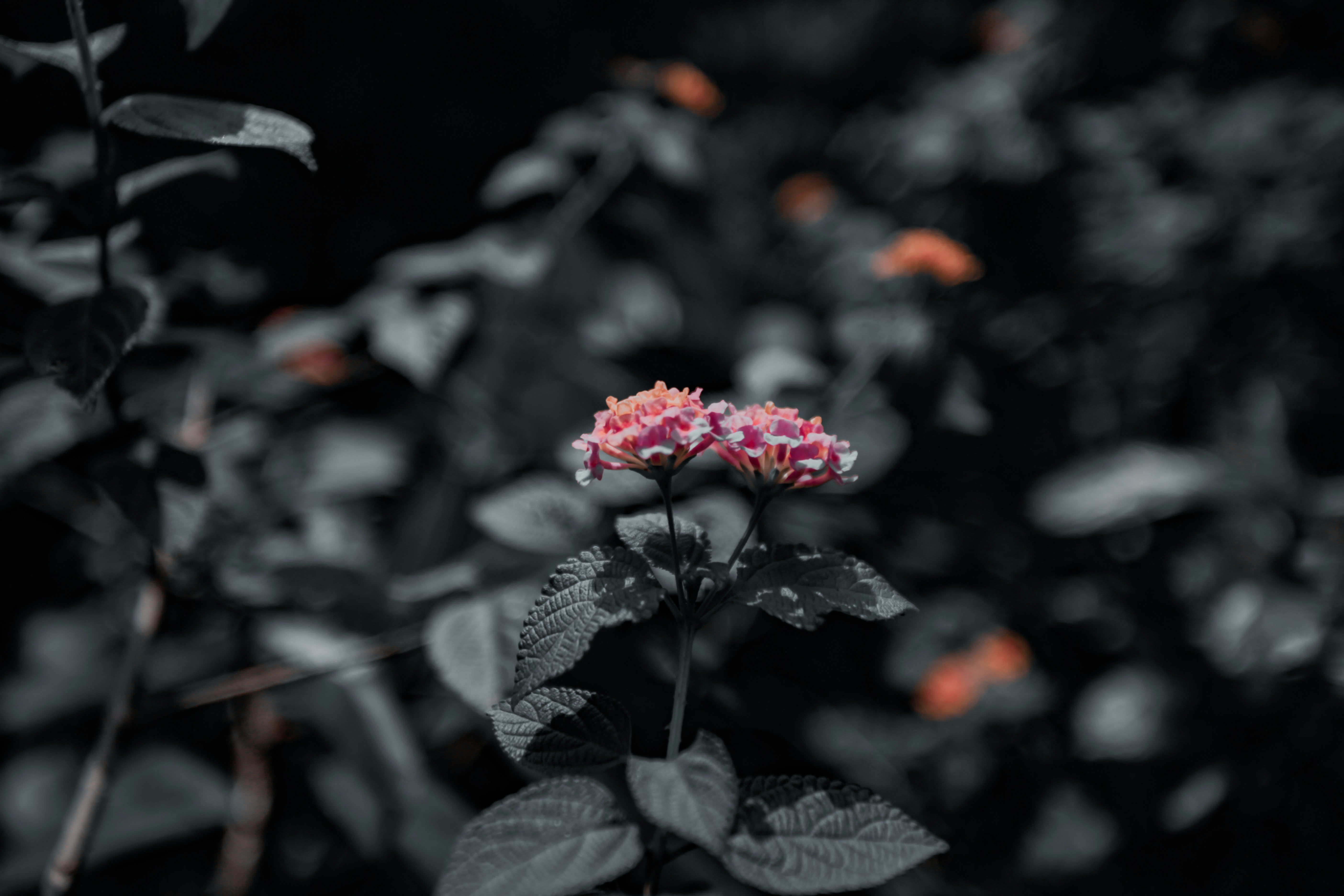 Photo by ah_rasel5