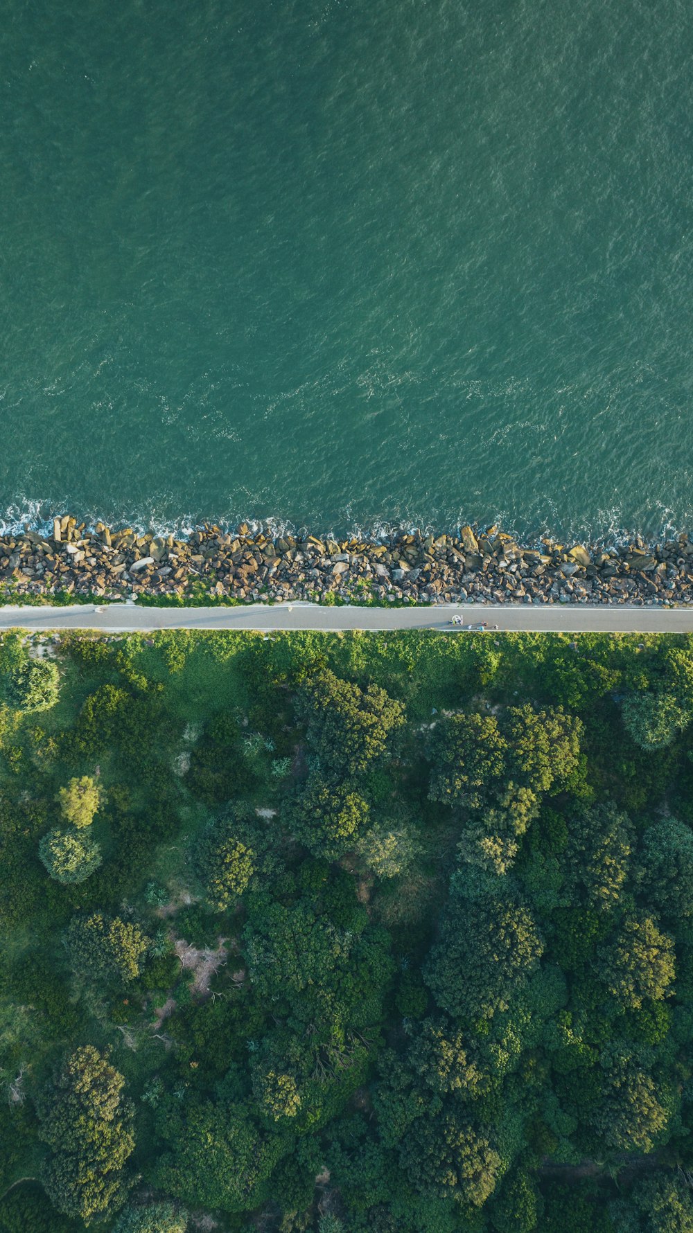 a group of trees next to a body of water