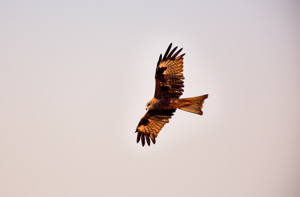 a hawk flying in the sky