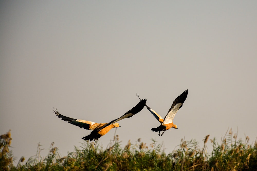 two birds flying in the sky