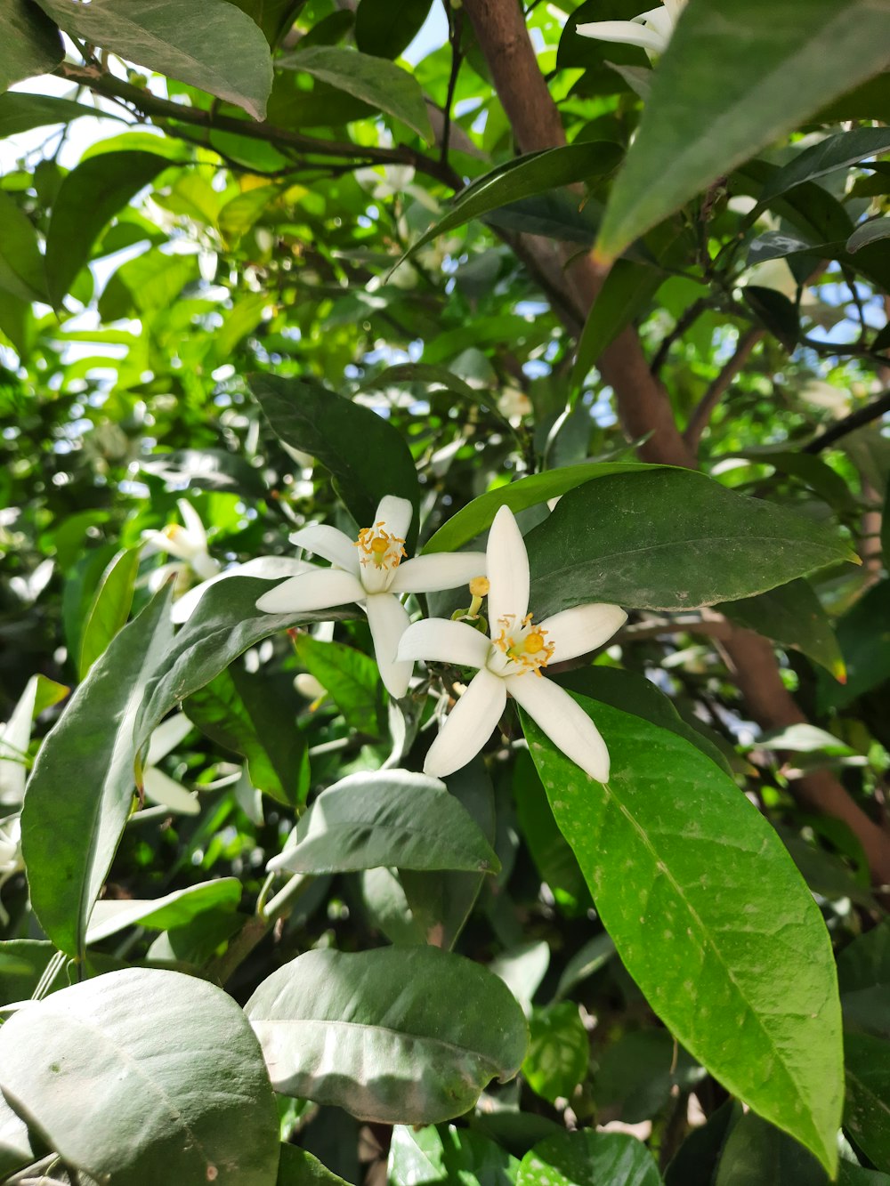 a close-up of some flowers