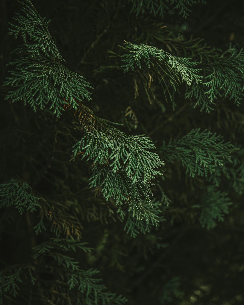 a close-up of some plants