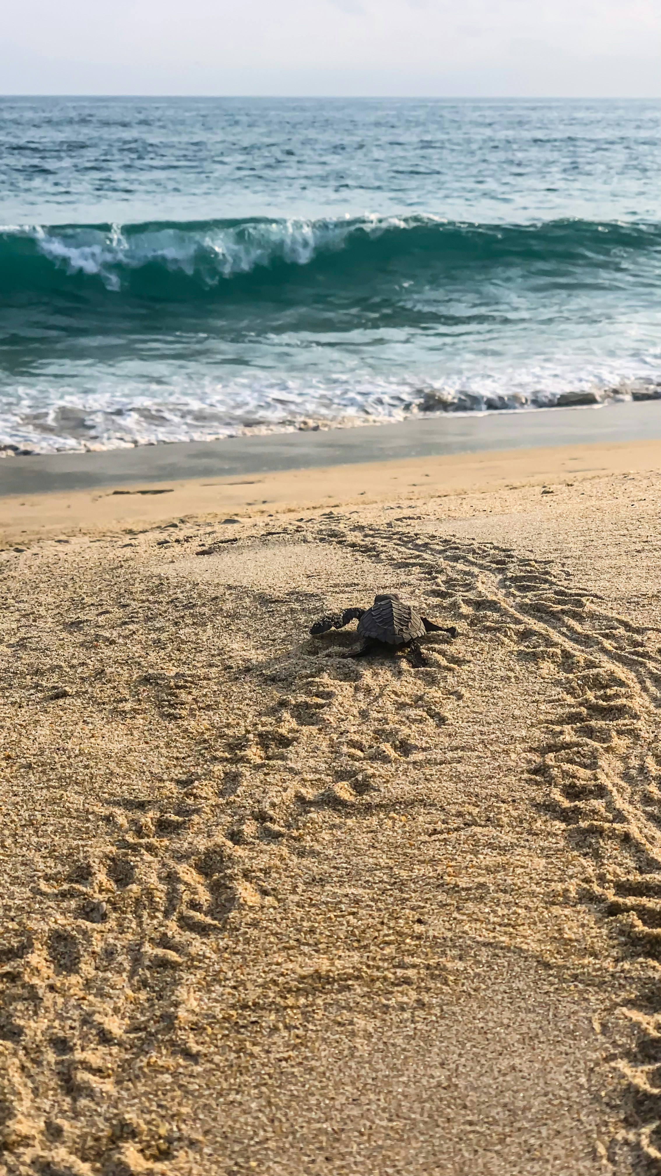 tortuga bebé liberada frente al mar en una de las playas en puerto escondido.