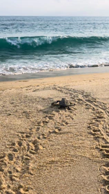 a turtle on a beach