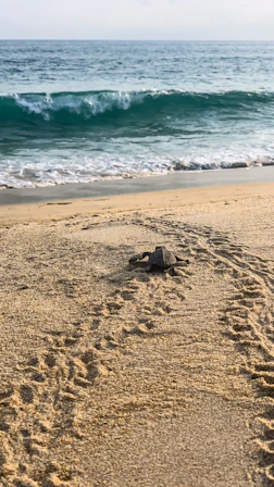 a turtle on a beach
