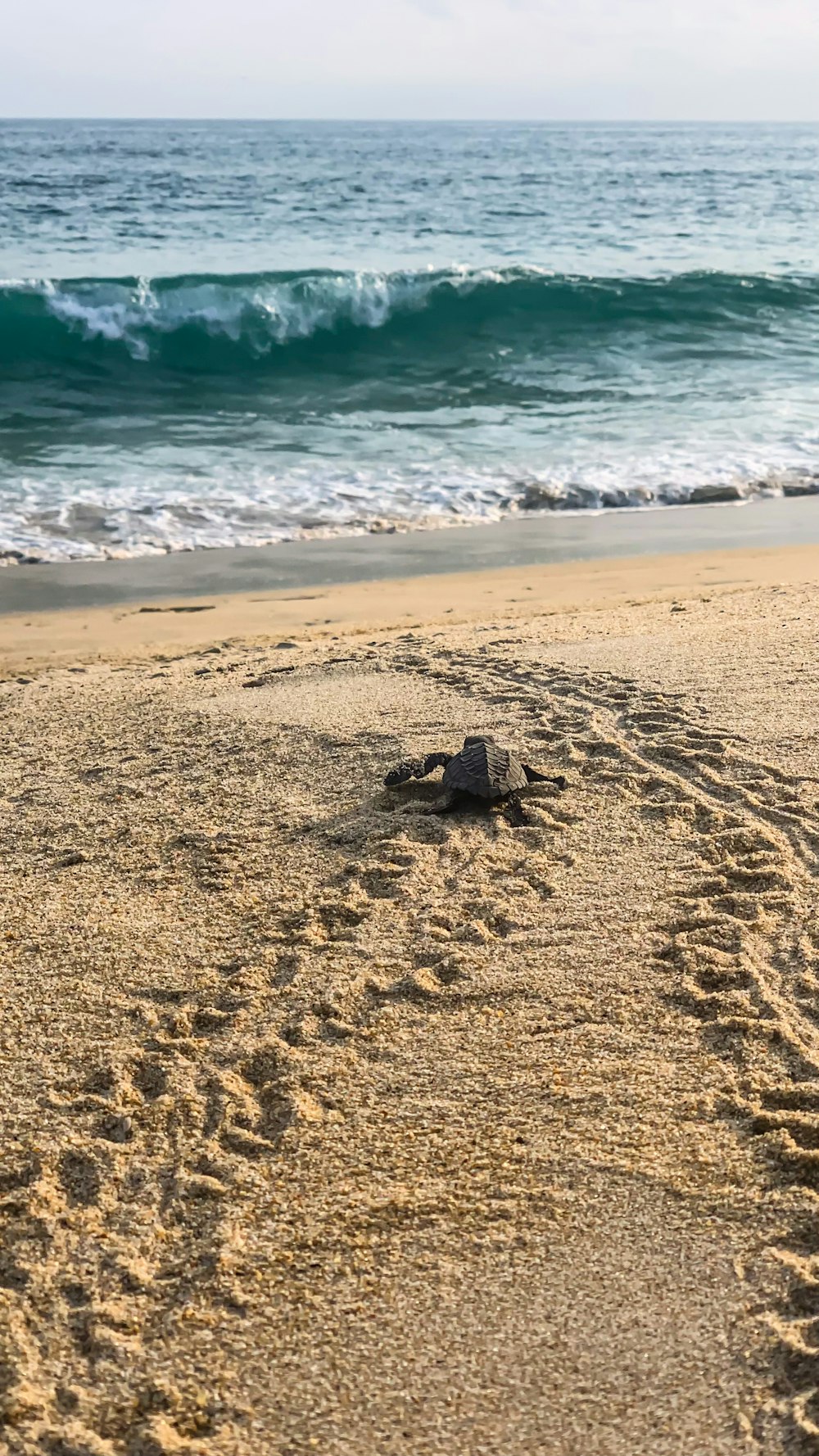 Una tartaruga su una spiaggia
