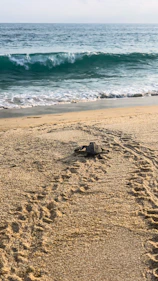 a turtle on a beach