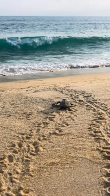 a turtle on a beach