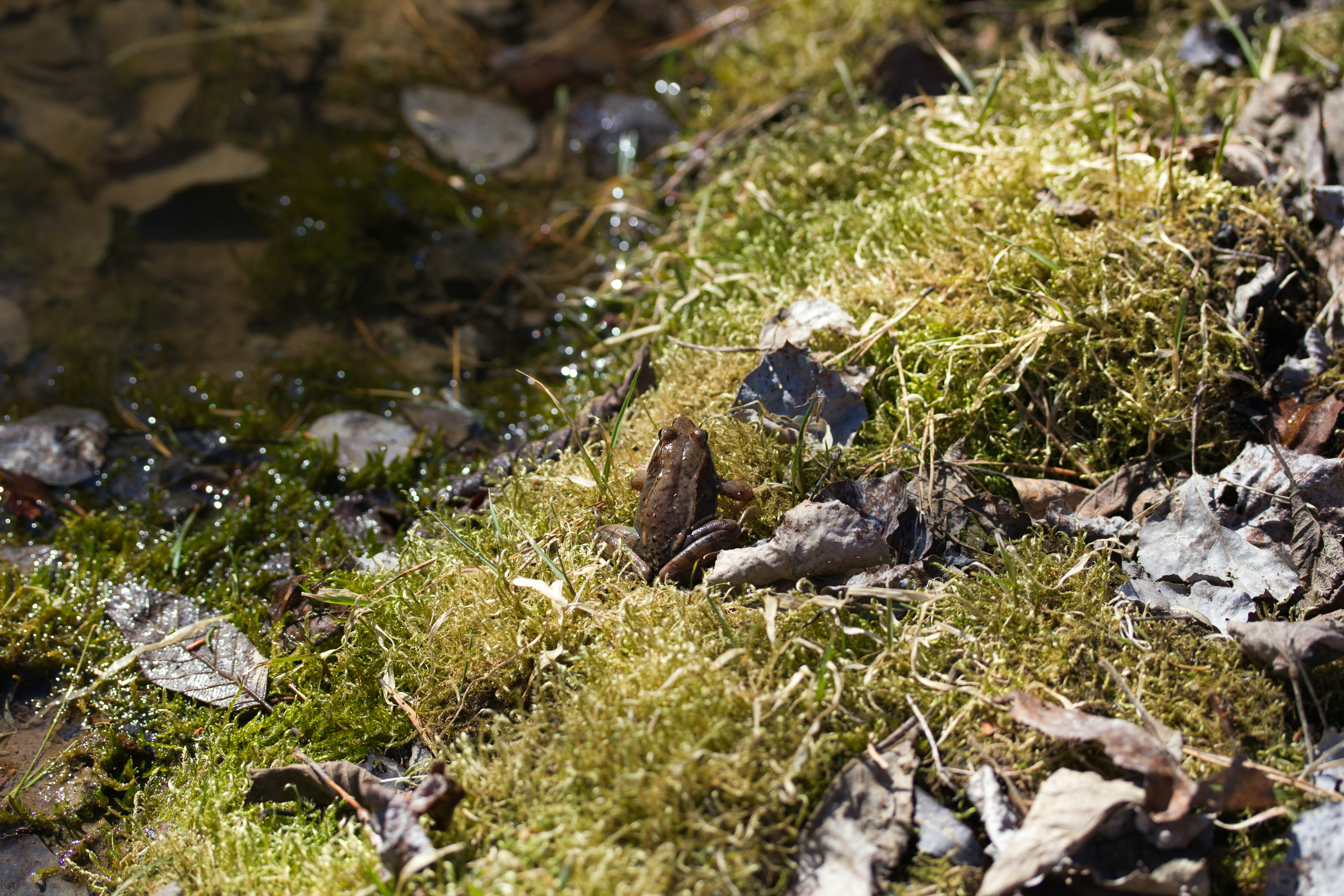 2 Mossy Frog (image credits: unsplash)