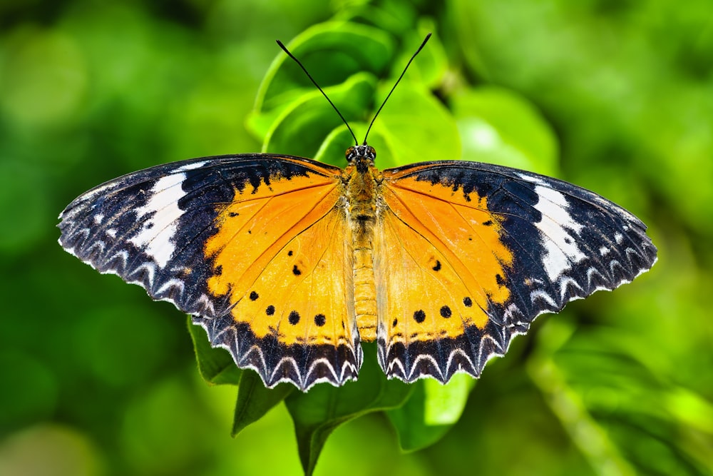 a butterfly on a leaf