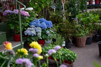 a group of flowers in a garden
