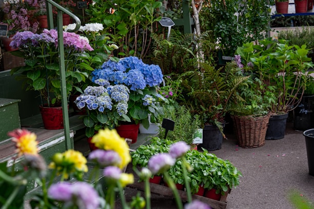 a group of flowers in a garden